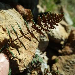 Paragymnopteris marantae