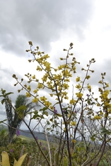 Cyrtopodium flavum