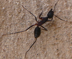 Camponotus erigens