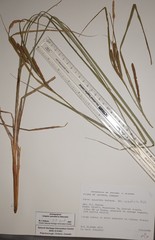 Carex aquatilis substricta