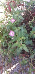 Oenothera rosea