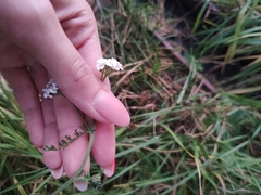 Achillea millefolium