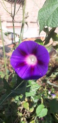 Ipomoea purpurea