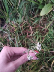 Achillea millefolium