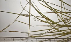 Carex assiniboinensis