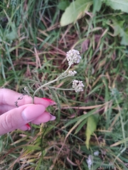 Achillea millefolium