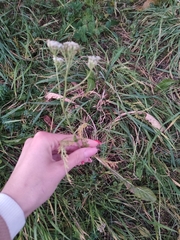 Achillea millefolium