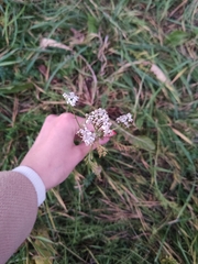 Achillea millefolium