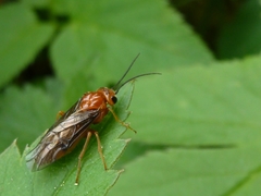 Nematinus luteus