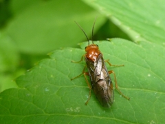 Nematinus luteus