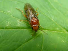 Nematinus luteus