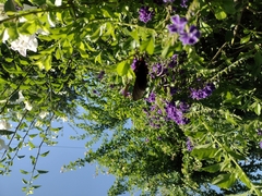 Mimoides ilus branchus