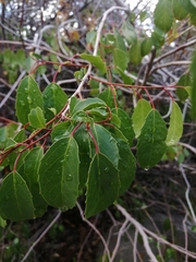 Azara petiolaris