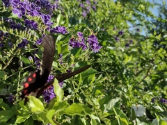 Mimoides ilus branchus