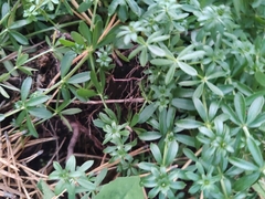 Galium mollugo
