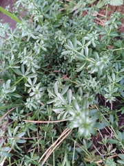 Galium mollugo