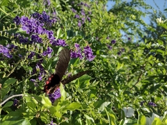 Mimoides ilus branchus