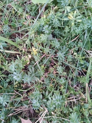 Galium mollugo