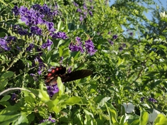 Mimoides ilus branchus