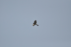 Accipiter virgatus fuscipectus