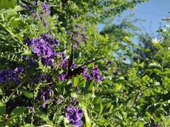 Mimoides ilus branchus