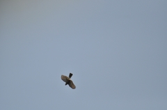 Accipiter virgatus fuscipectus