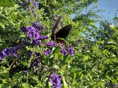 Mimoides ilus branchus