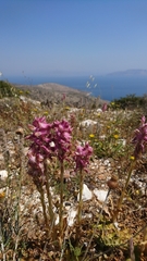 Anacamptis sancta