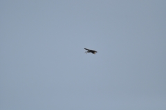 Accipiter virgatus fuscipectus