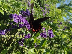 Mimoides ilus branchus