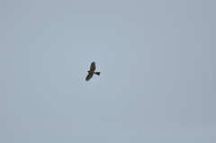 Accipiter virgatus fuscipectus