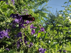 Mimoides ilus branchus