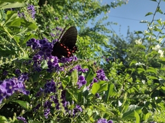 Mimoides ilus branchus