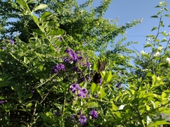 Mimoides ilus branchus