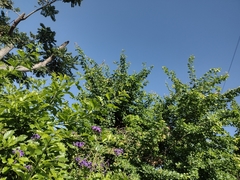 Mimoides ilus branchus