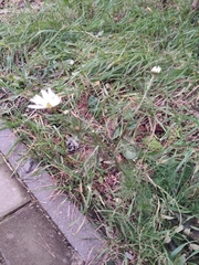 Tripleurospermum inodorum