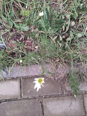 Tripleurospermum inodorum