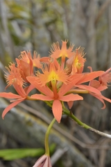 Epidendrum cinnabarinum