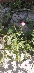 Oenothera rosea