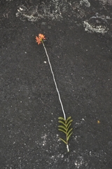 Epidendrum cinnabarinum