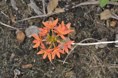 Epidendrum cinnabarinum