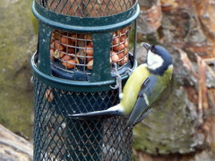 Parus major