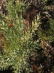 Colletia hystrix