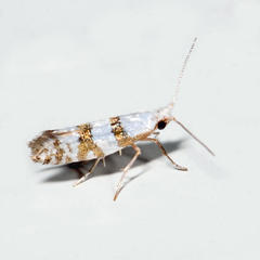Argyresthia annettella