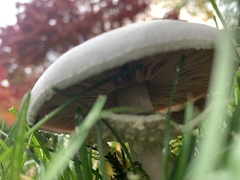 Agaricus