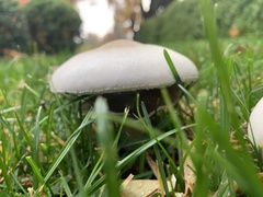 Agaricus
