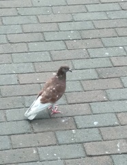 Columba livia domestica