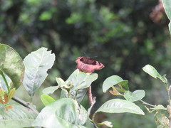 Achlyodini