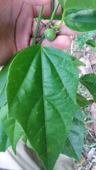 Passiflora auriculata