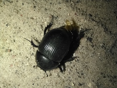 Geotrupes stercorarius